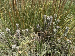 Chloropyron molle molle