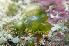 Valonia macrophysa
