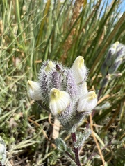 Chloropyron molle molle