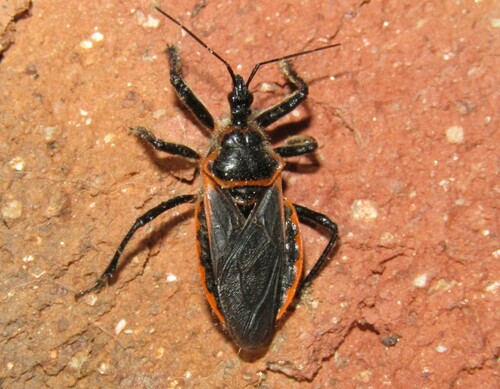 Eastern Bee Assassin photo 5