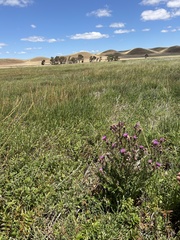 Cirsium hydrophilum
