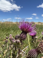 Cirsium hydrophilum