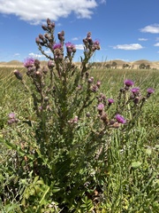 Cirsium hydrophilum