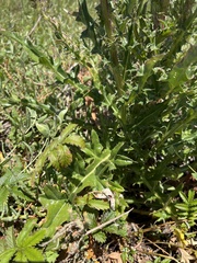 Cirsium hydrophilum