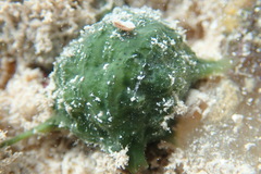 Tethya actinia