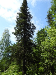 Abies sibirica
