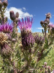 Cirsium hydrophilum