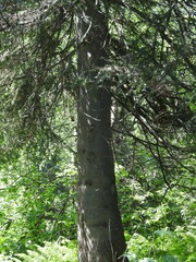 Abies sibirica