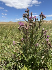 Cirsium hydrophilum