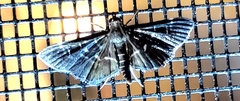 Diasemiodes janassialis