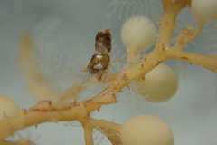 Hippolyte coerulescens