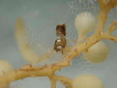 Hippolyte coerulescens