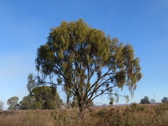 Acacia pendula