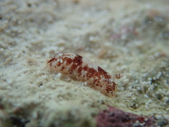 Aphelodoris antillensis