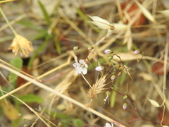 Hesperolinon disjunctum