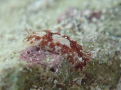 Aphelodoris antillensis