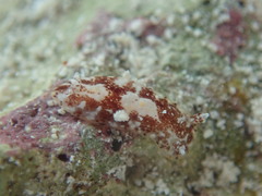 Aphelodoris antillensis