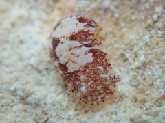 Aphelodoris antillensis