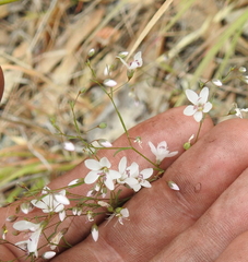 Hesperolinon spergulinum