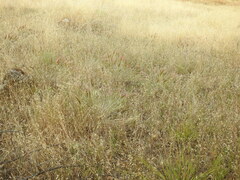 Elymus multisetus