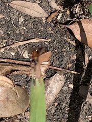Sphex ichneumoneus