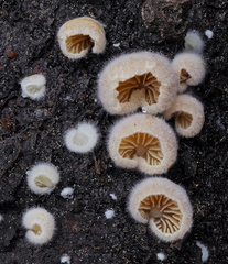 Crepidotus fimbriatus