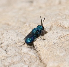 Ceratochrysis