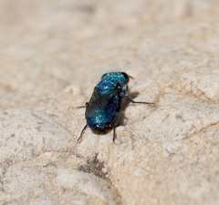 Ceratochrysis