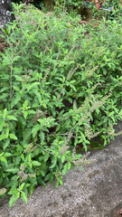 Ocimum tenuiflorum