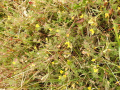 Lotus angustissimus