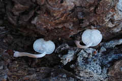 Collybia bakerensis