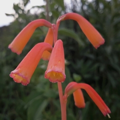 Polianthes geminiflora