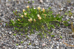 Sagina saginoides