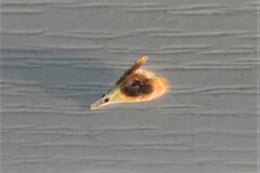 Glaphyria fulminalis