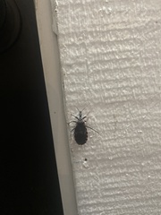 Triatoma sanguisuga