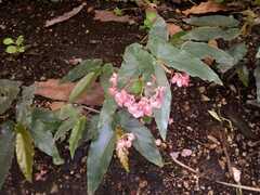 Begonia coccinea