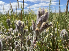 Chloropyron molle molle