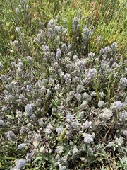 Chloropyron molle molle