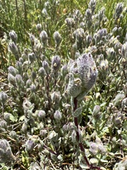 Chloropyron molle molle