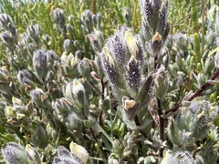 Chloropyron molle molle