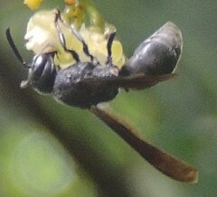 Allorhynchium chinense
