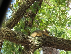 Sciurus niger shermani