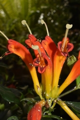 Aeschynanthus speciosus