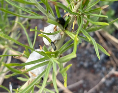 Asteromyia chrysothamni