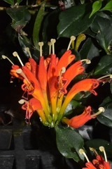 Aeschynanthus speciosus