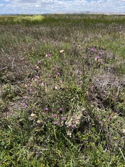 Cirsium hydrophilum