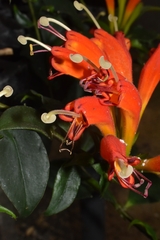 Aeschynanthus speciosus
