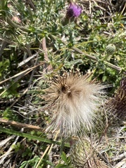 Cirsium hydrophilum