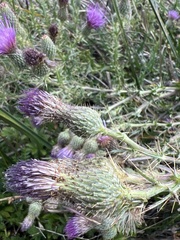 Cirsium hydrophilum