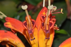 Aeschynanthus speciosus